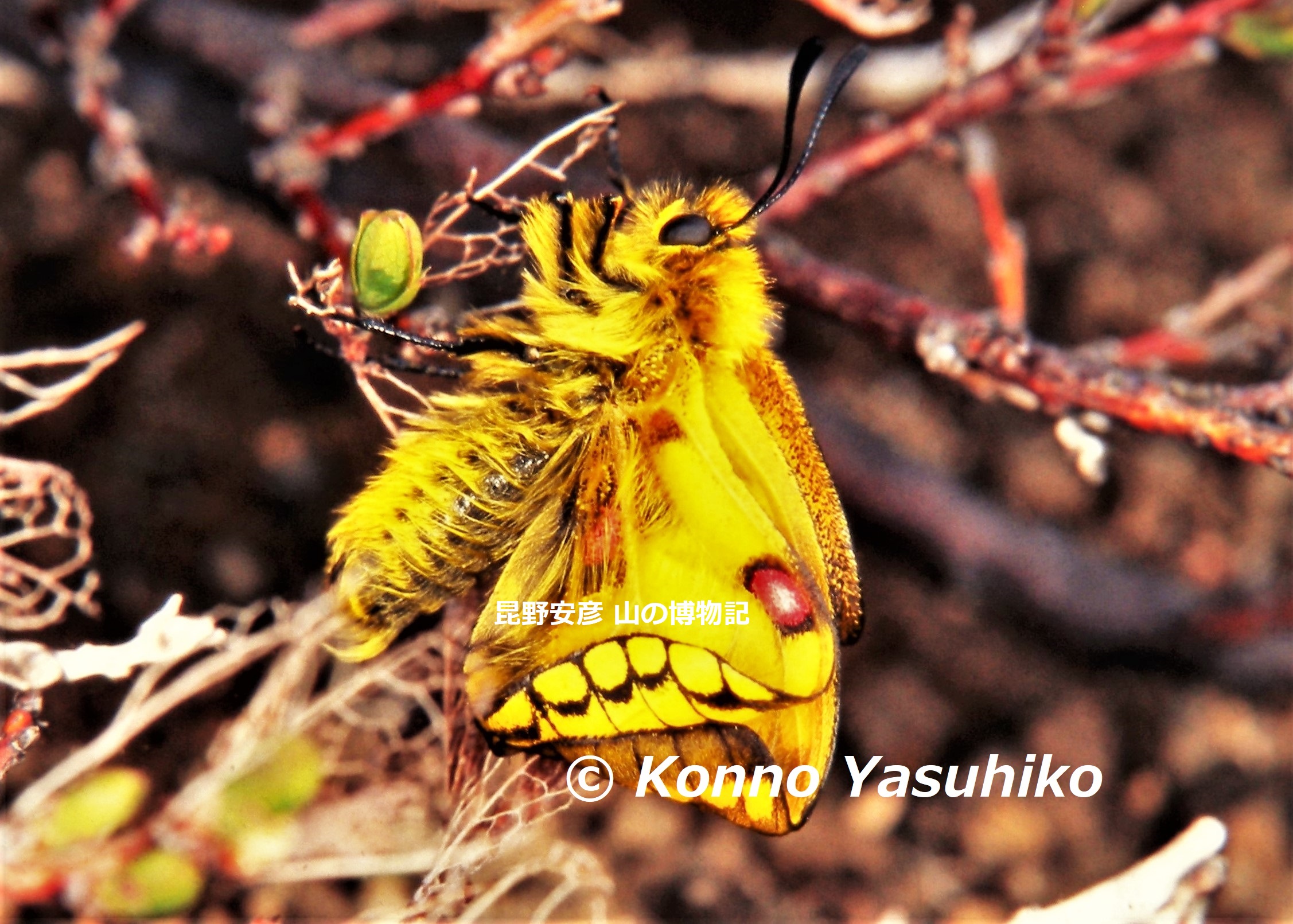 昆野安彦 山の博物記: 大雪山の蝶 ウスバキチョウ